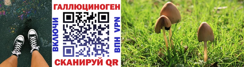 мориарти телеграм  Калининград  Псилоцибиновые грибы Cubensis 